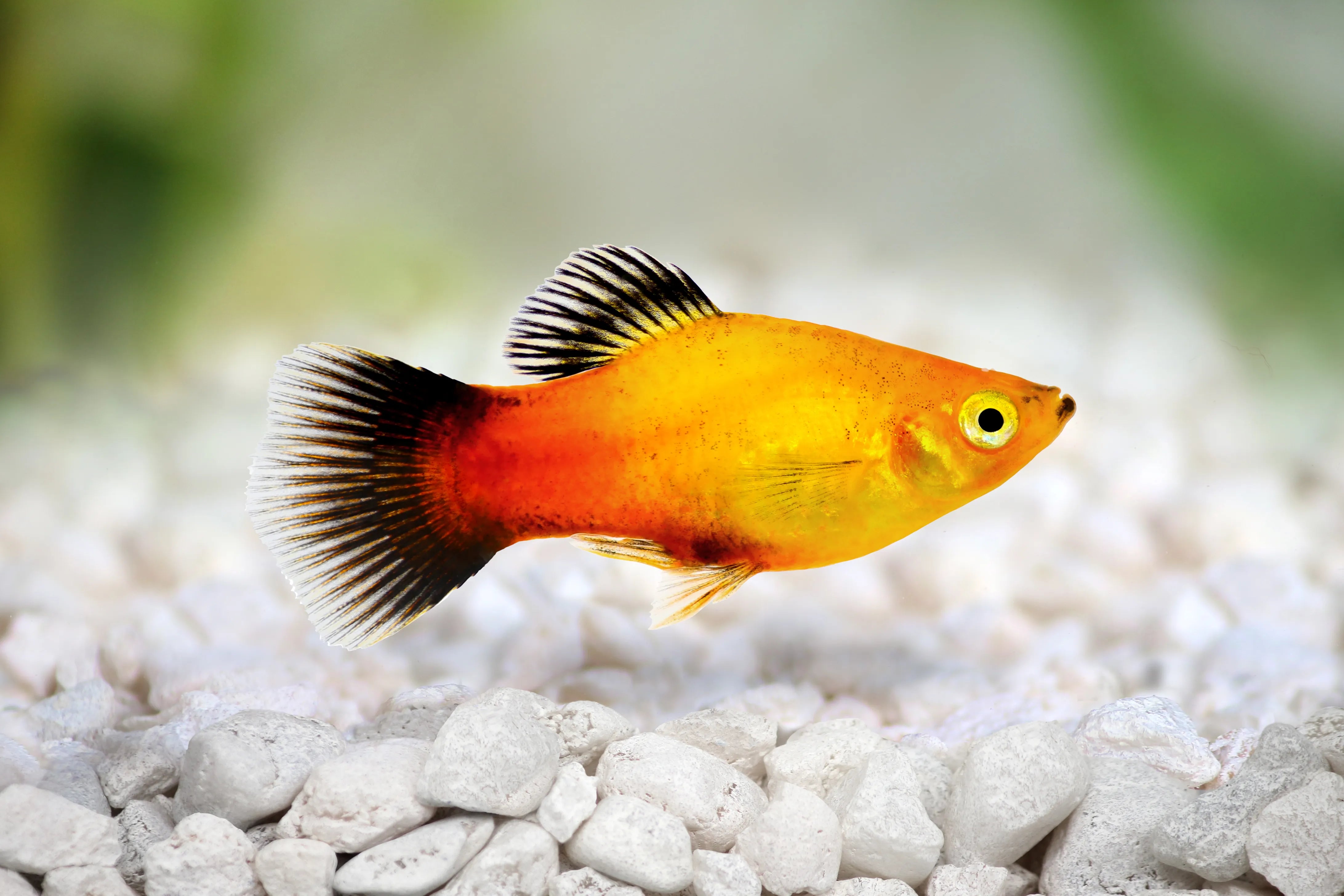 Tout savoir sur le platy – Aquapouss shop