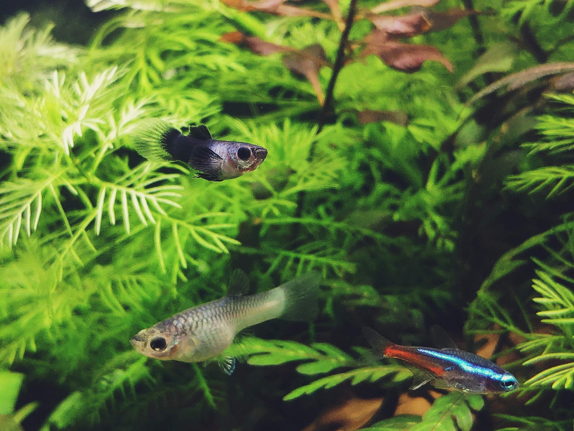 Quels poissons pour mon aquarium ? - Blog