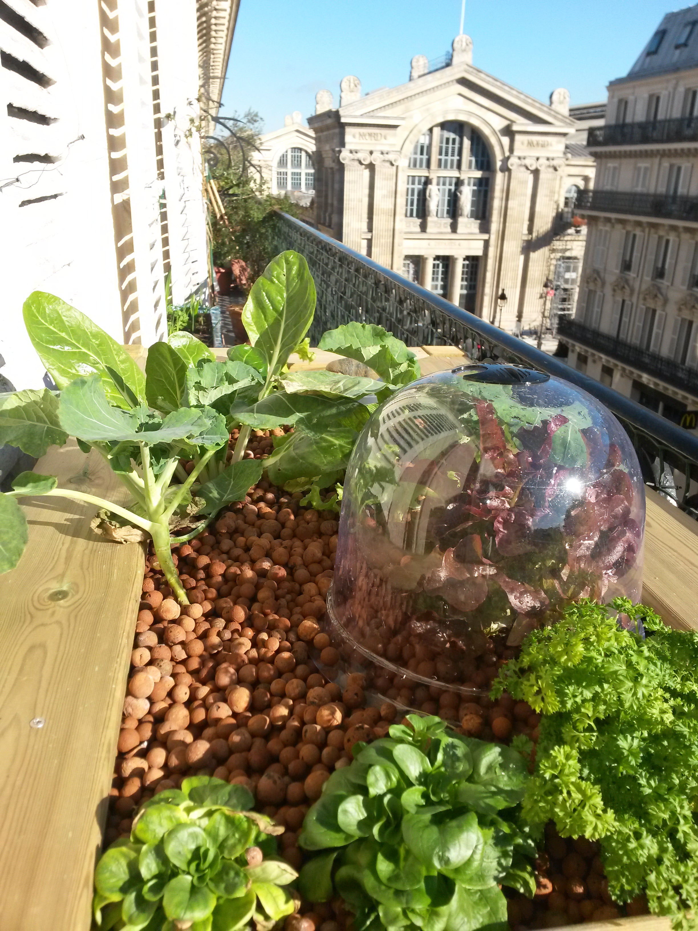 Zoom sur le bac de culture en bois du kit aquaponique Géraldine 2 qui est placé sur un balcon. En premier plan des salades et des choux poussent dans des billes d&