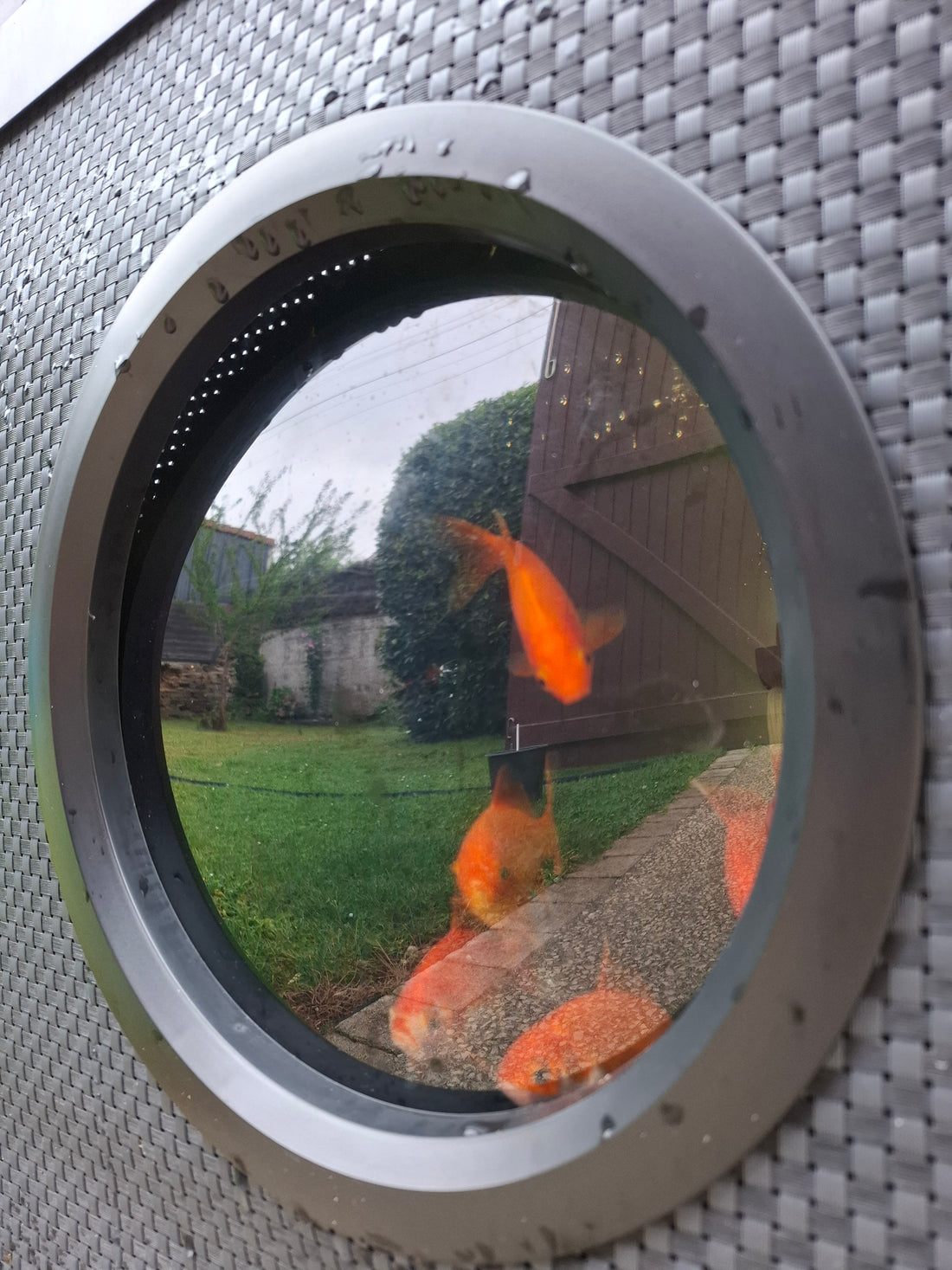 Intérieur du Kit Aquaponique extérieur Glaez