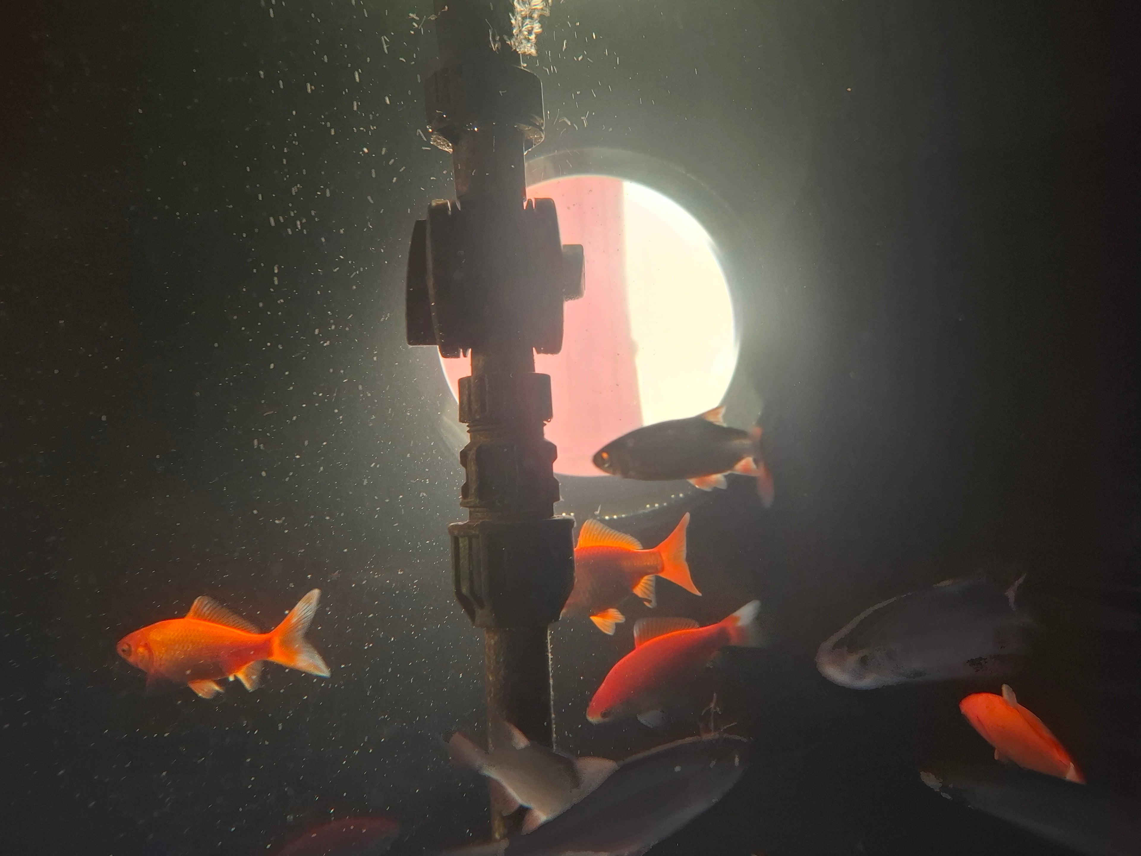 Poisson du Kit Aquaponique Glaez
