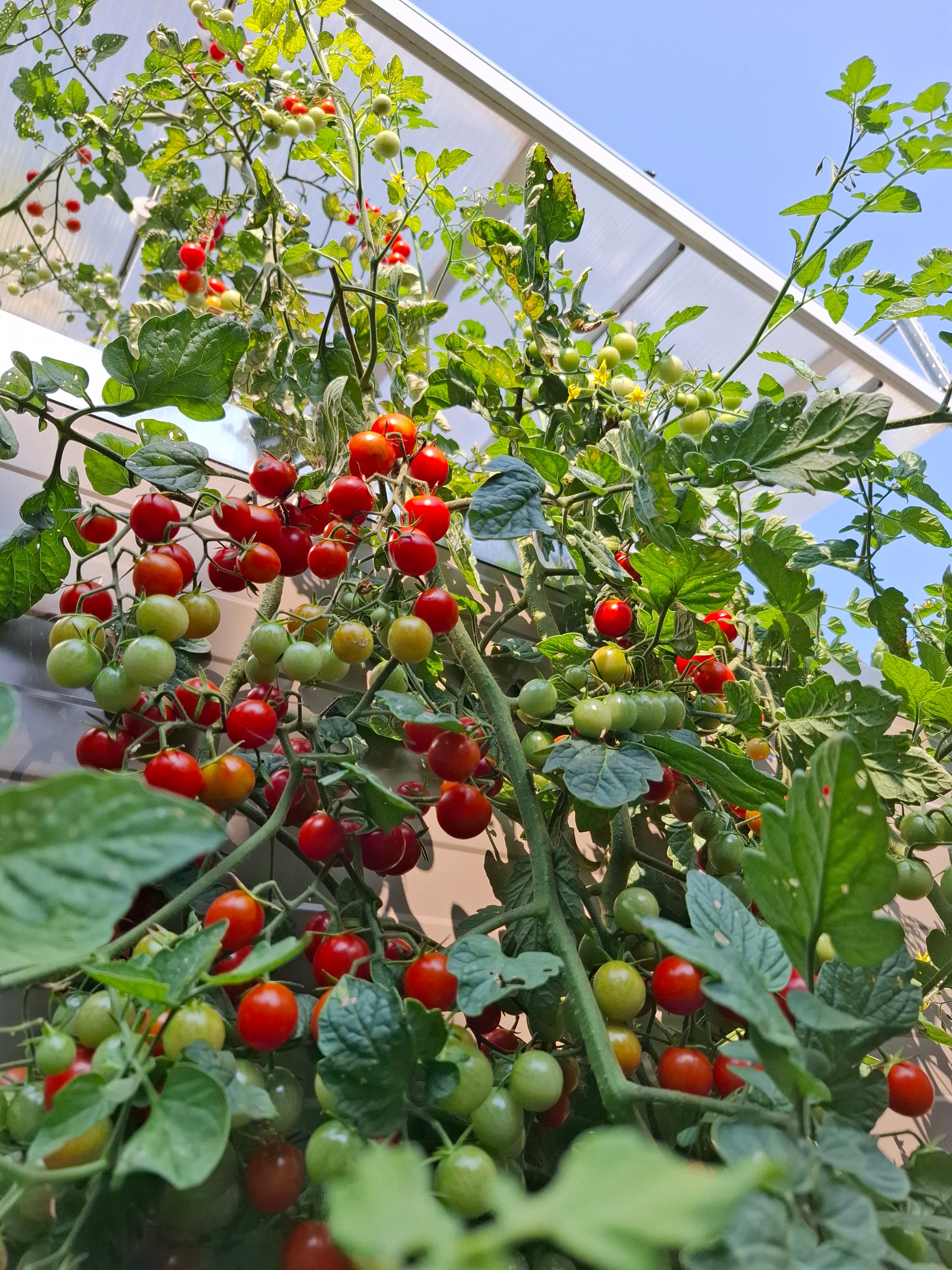 Système aquaponique SYMBIOSE©