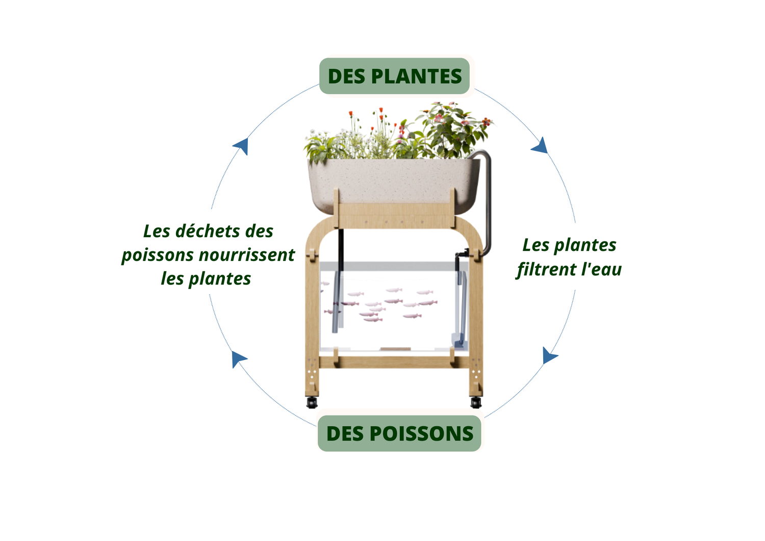 Le Cycle aquaponique