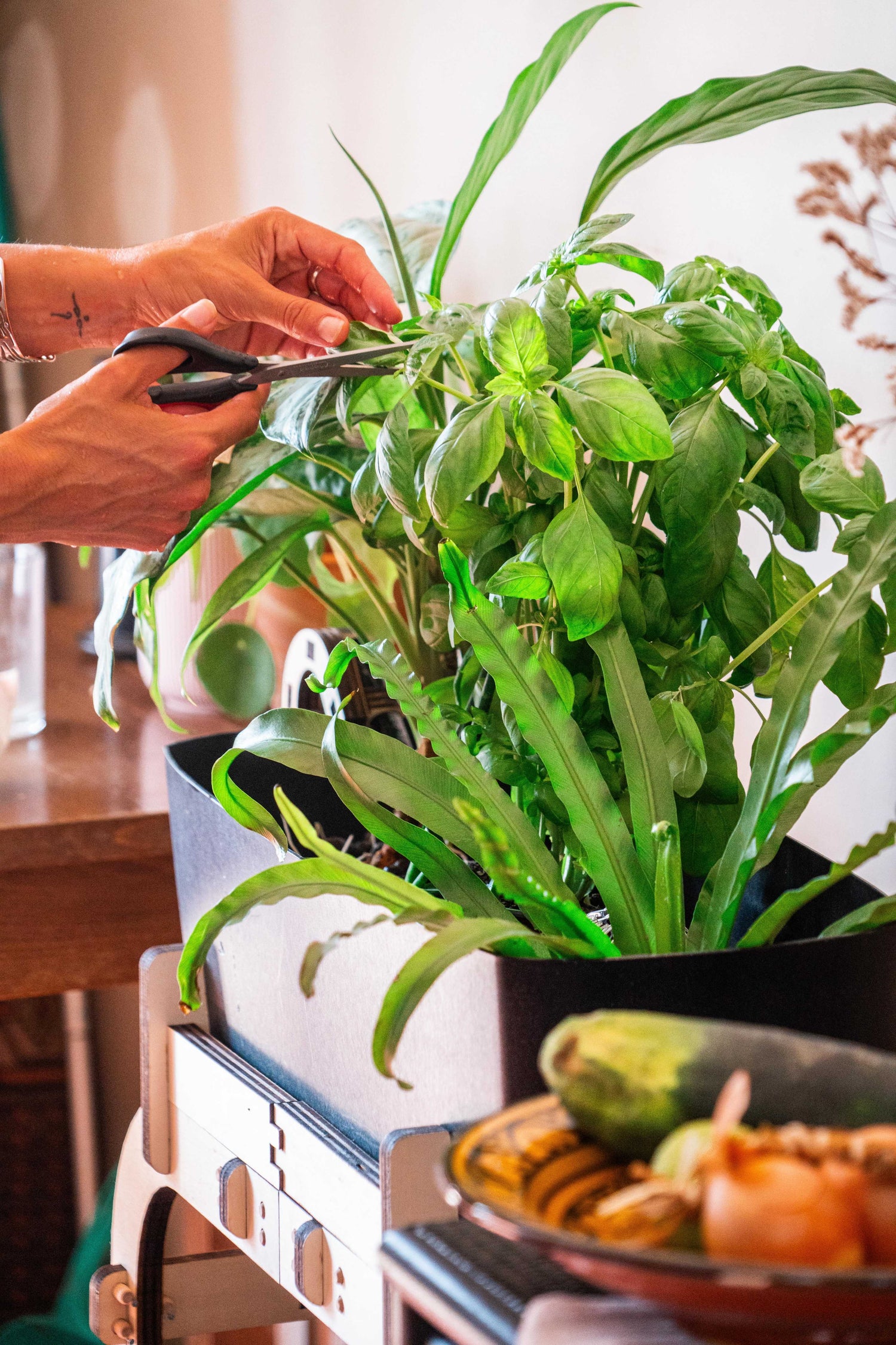 Les Plantes Aquaponiques