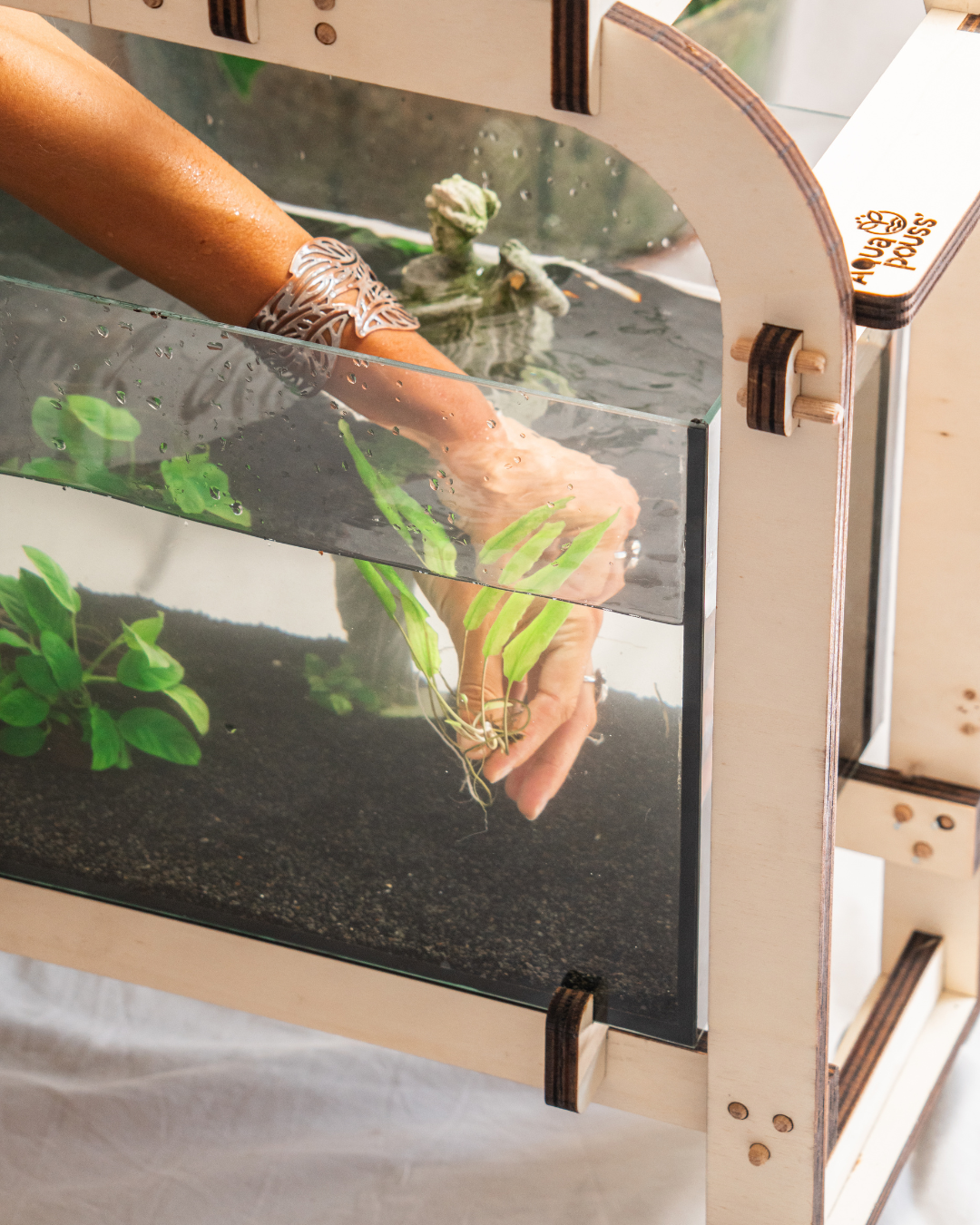 Main plantant une plante aquatique dans un aquarium d’aquaponie – kit Aquapouss V2