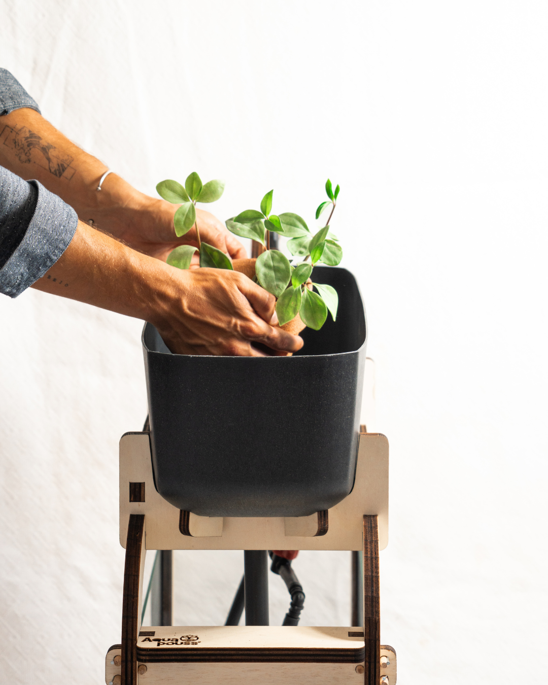 Mains plantant de jeunes pousses dans le bac de culture noir du système aquaponique Aquapouss V2
