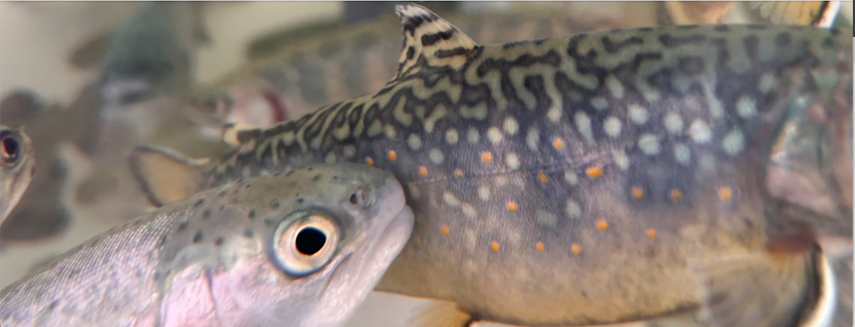 Système aquaponique T&