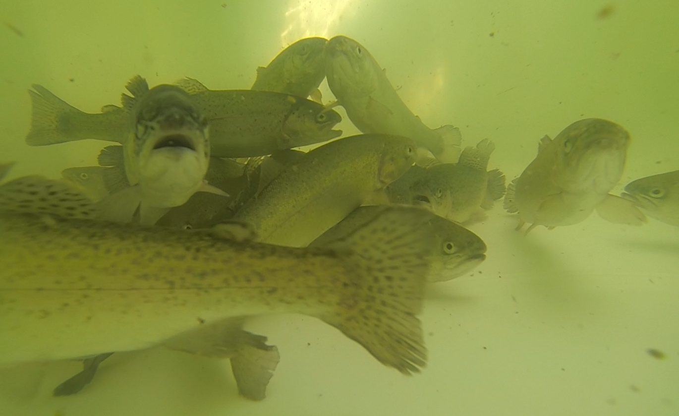 Système aquaponique SYMBIOSE©