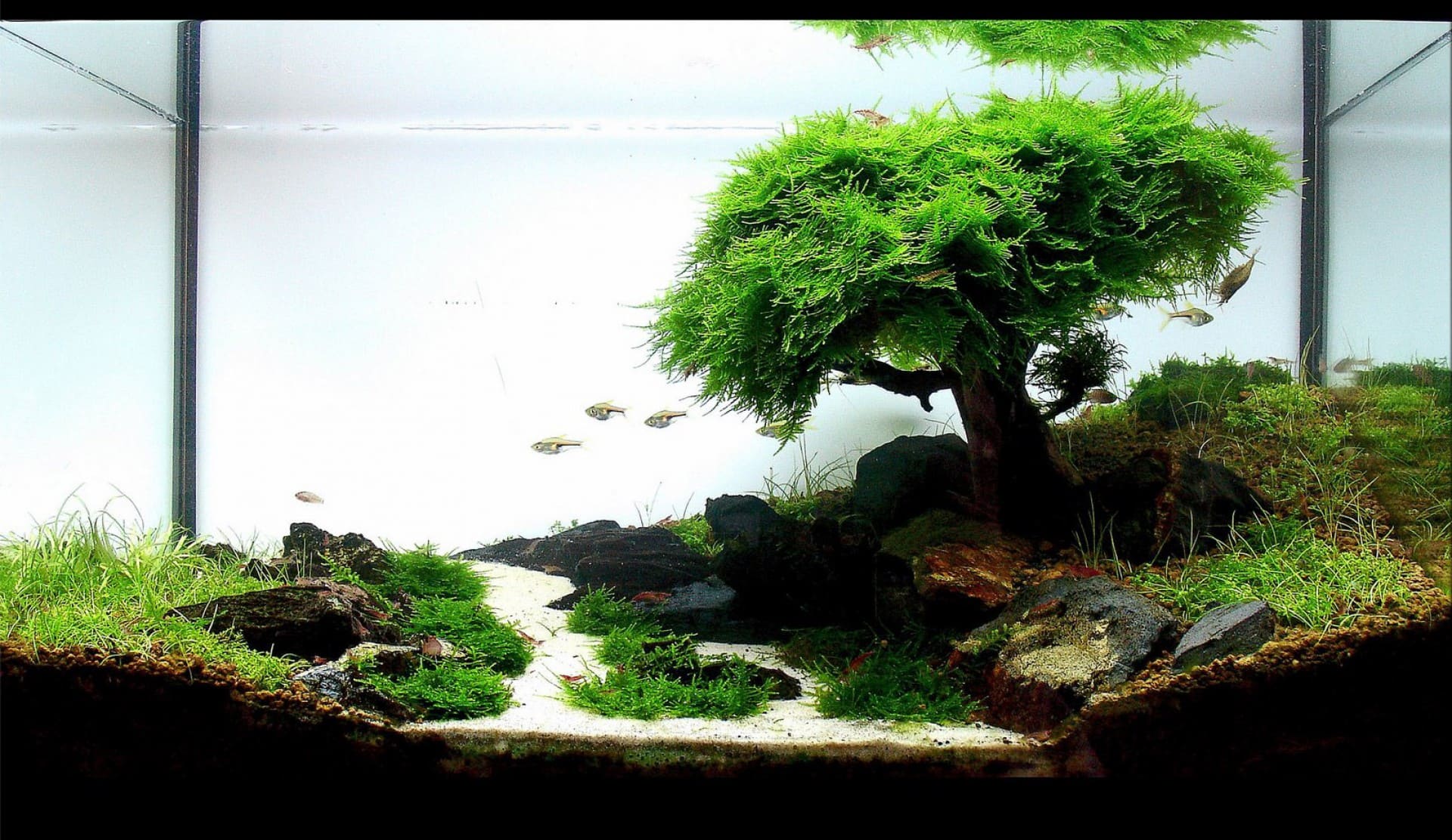 Les bases de l'aquascaping : comment créer un paysage sous-marin unique pour sublimer votre kit aquaponique d'intérieur