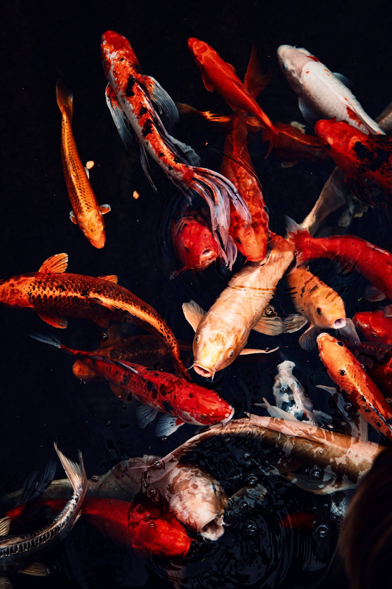 Densité de poissons en aquaponie : bien-être et équilibre