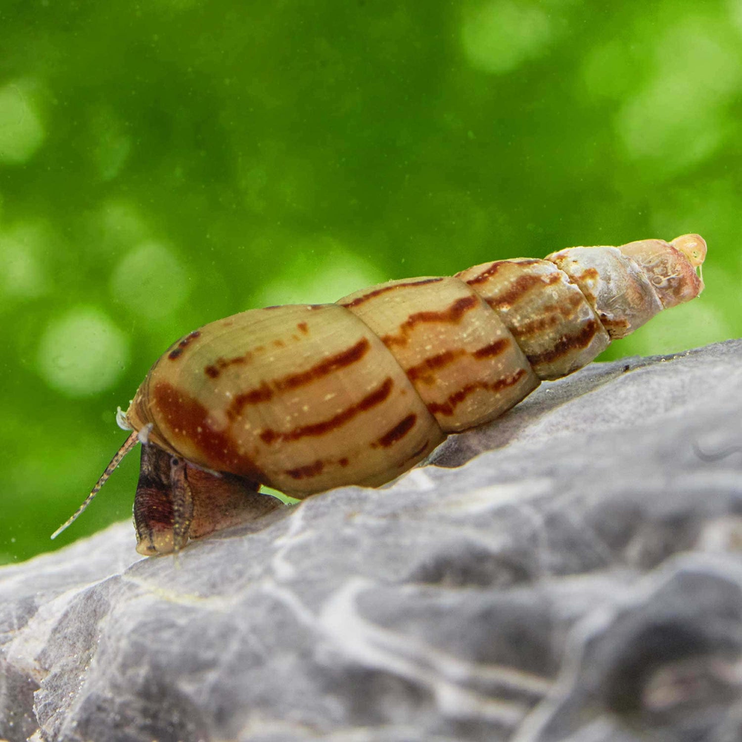 Melanoides tuberculata : détritivore clé en aquaponie