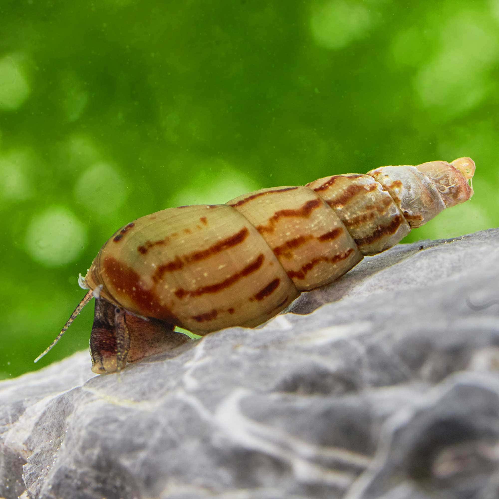 Melanoides tuberculata : détritivore clé en aquaponie