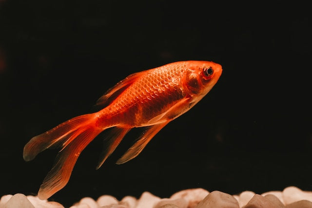 Le Poisson rouge en aquaponie, idéal pour débutants