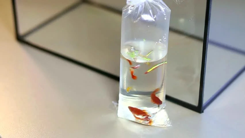 Comment réussir l'introduction des poissons dans son kit aquaponique ?