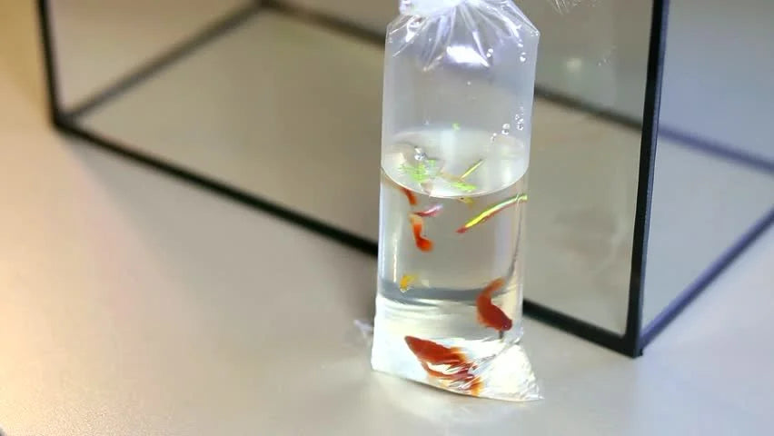 Introduction des poissons en aquaponie : les étapes clés