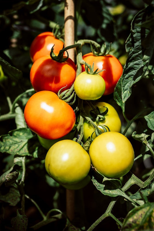 Cultiver des tomates en aquaponie : une méthode écologique pour des fruits savoureux toute l'année