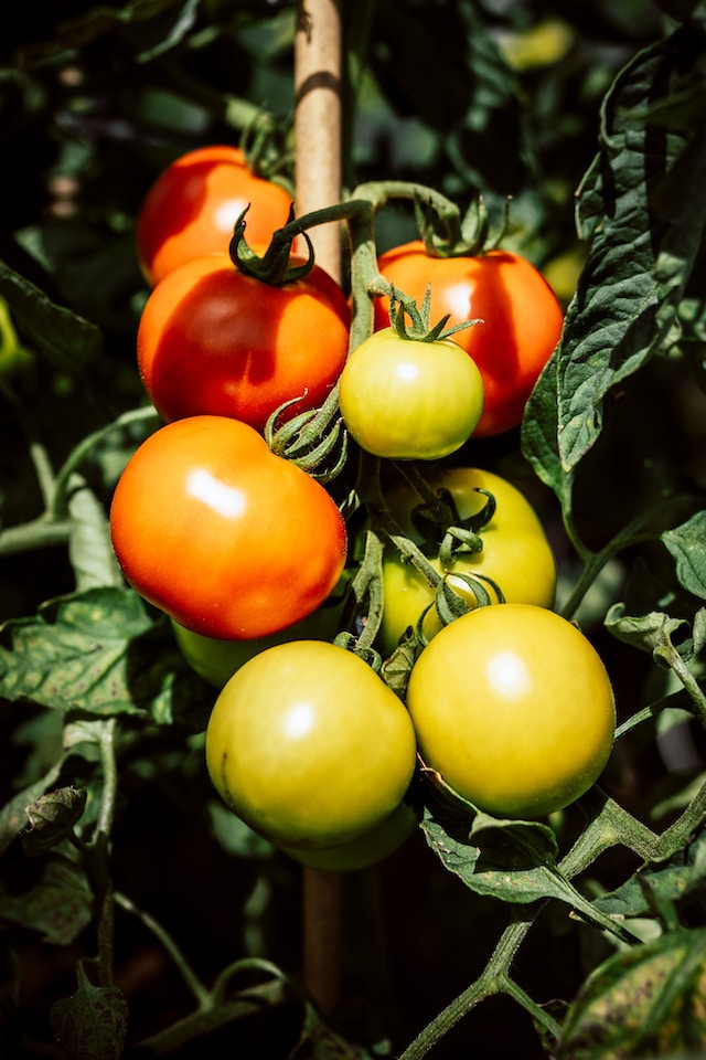 Tomates en aquaponie : méthode écologique et savoureuse