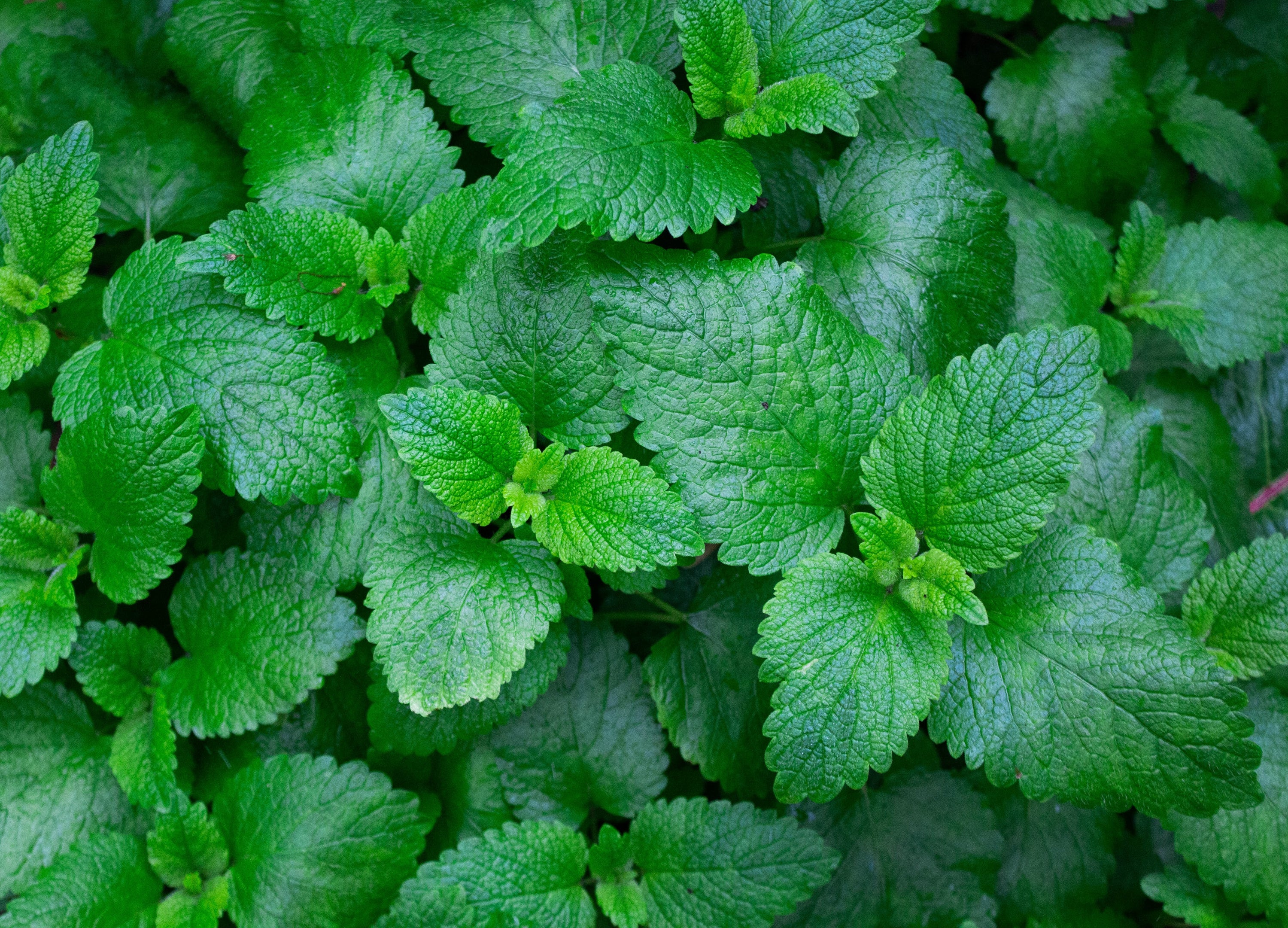 La menthe en aquaponie : l'aromate parfait quand on se lance ?