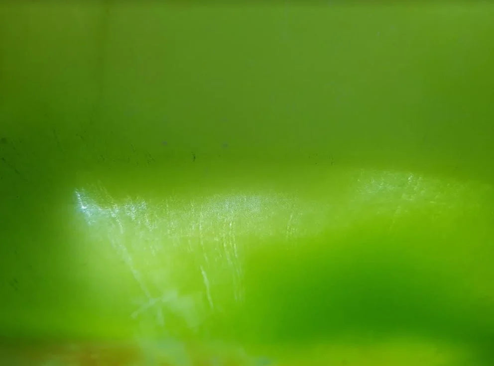 Les algues en aquaponie : comment s'en débarasser naturellement ?