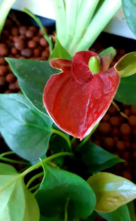 Anthurium Rouge : un vrai filtre contre l’ammoniaque