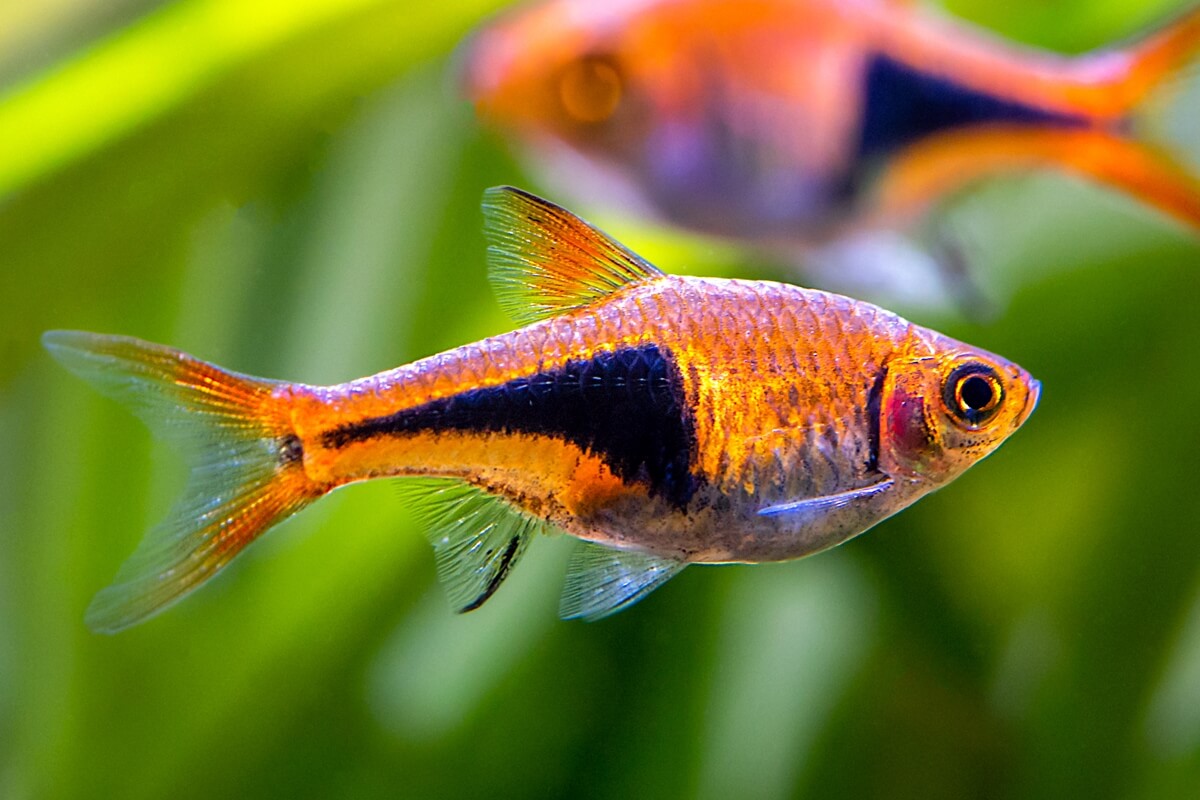 Tout savoir sur le Rasbora arlequin