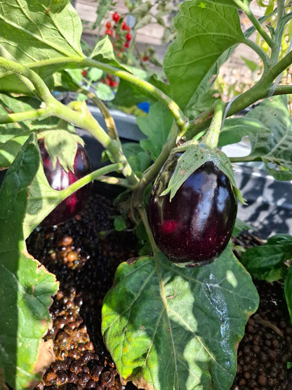 Système aquaponique SYMBIOSE©