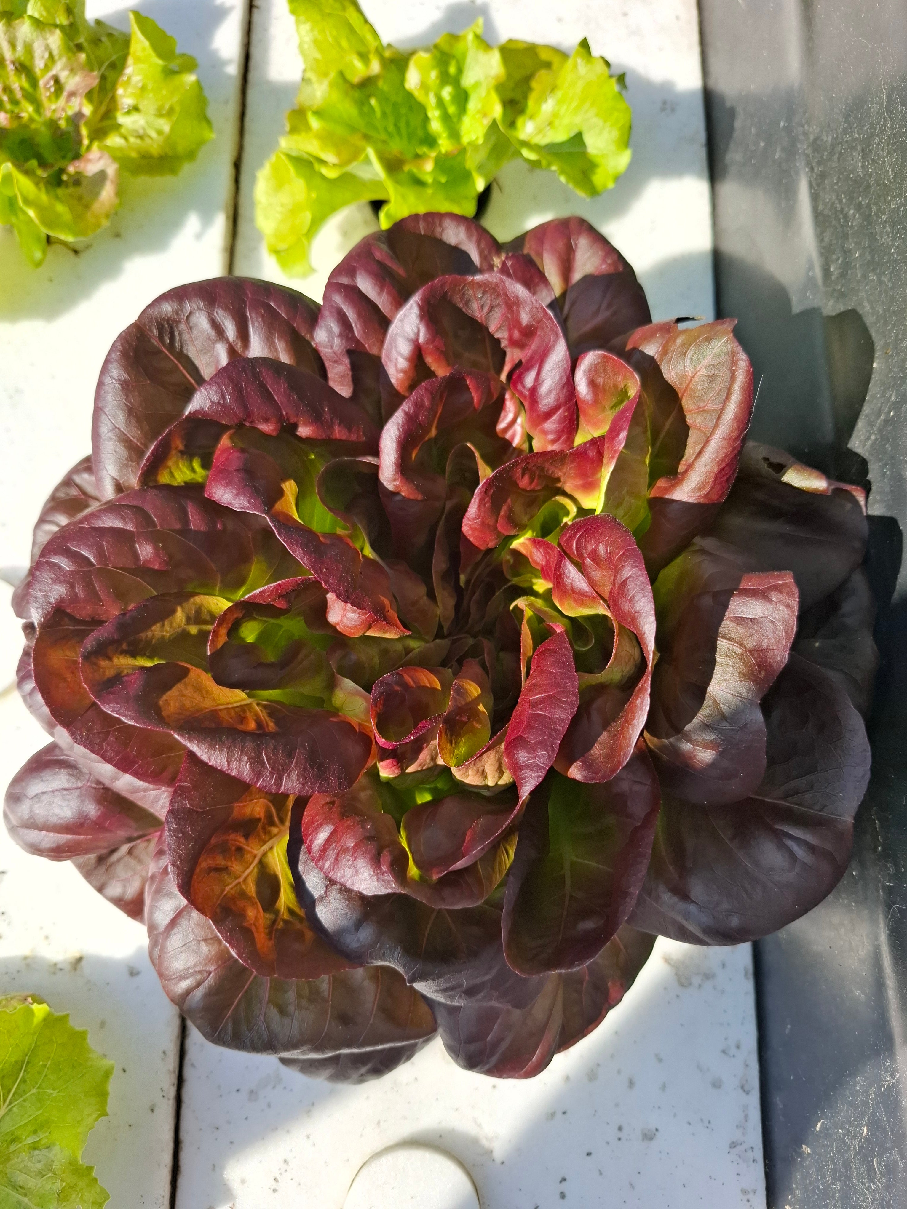 Système aquaponique SYMBIOSE©