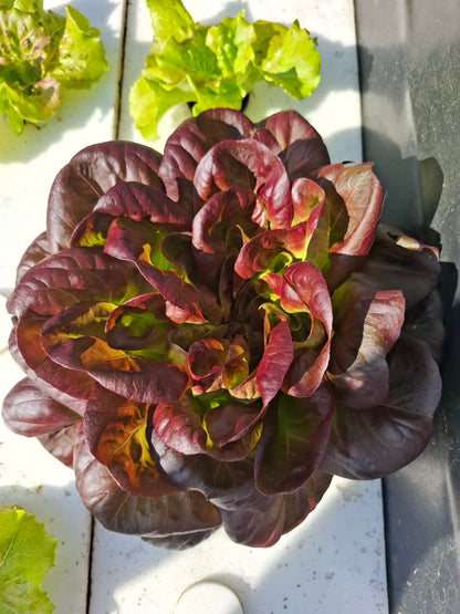 Système aquaponique SYMBIOSE©