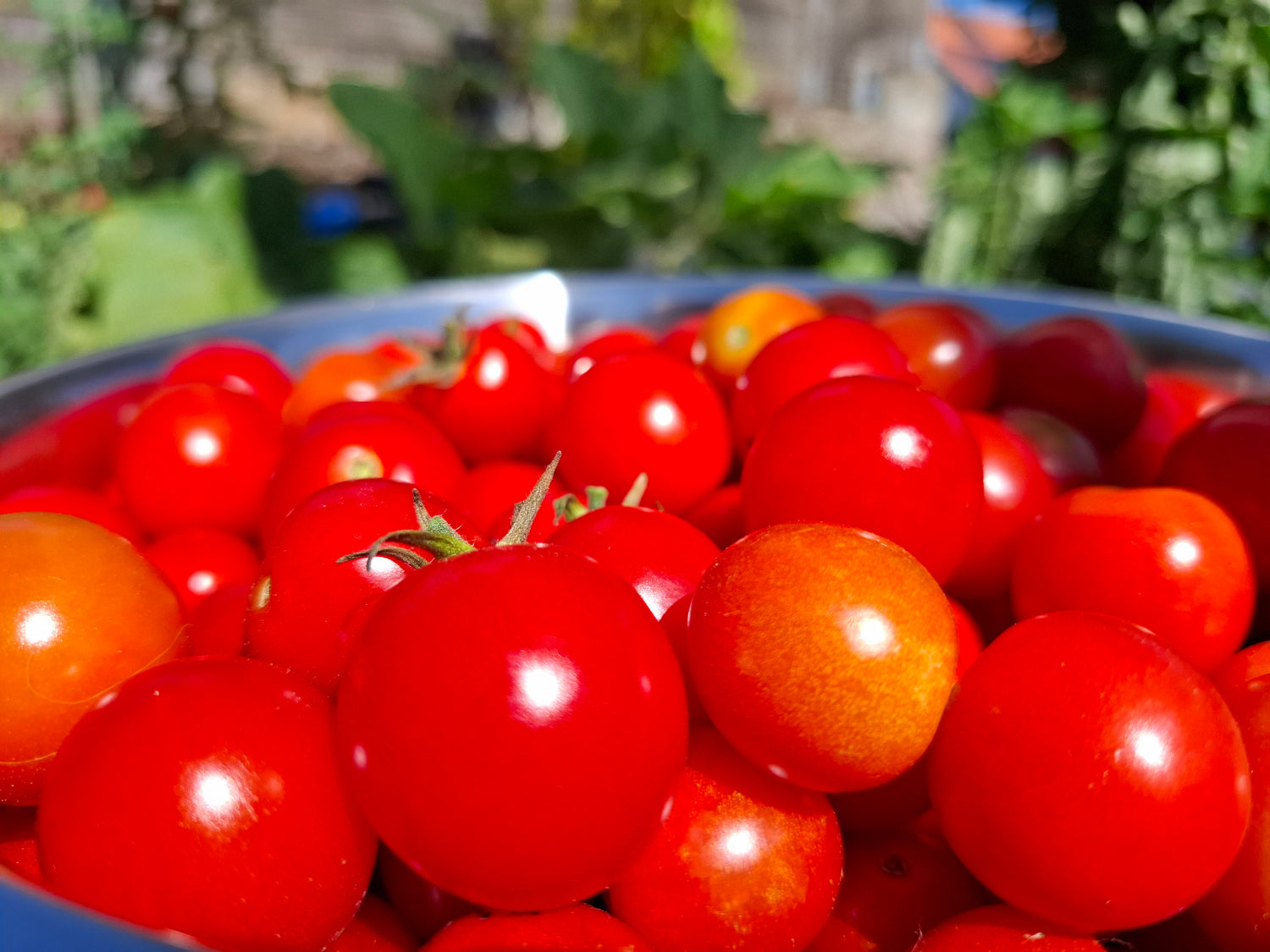 Système aquaponique SYMBIOSE©